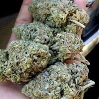 Buy Marijuana Online image 9